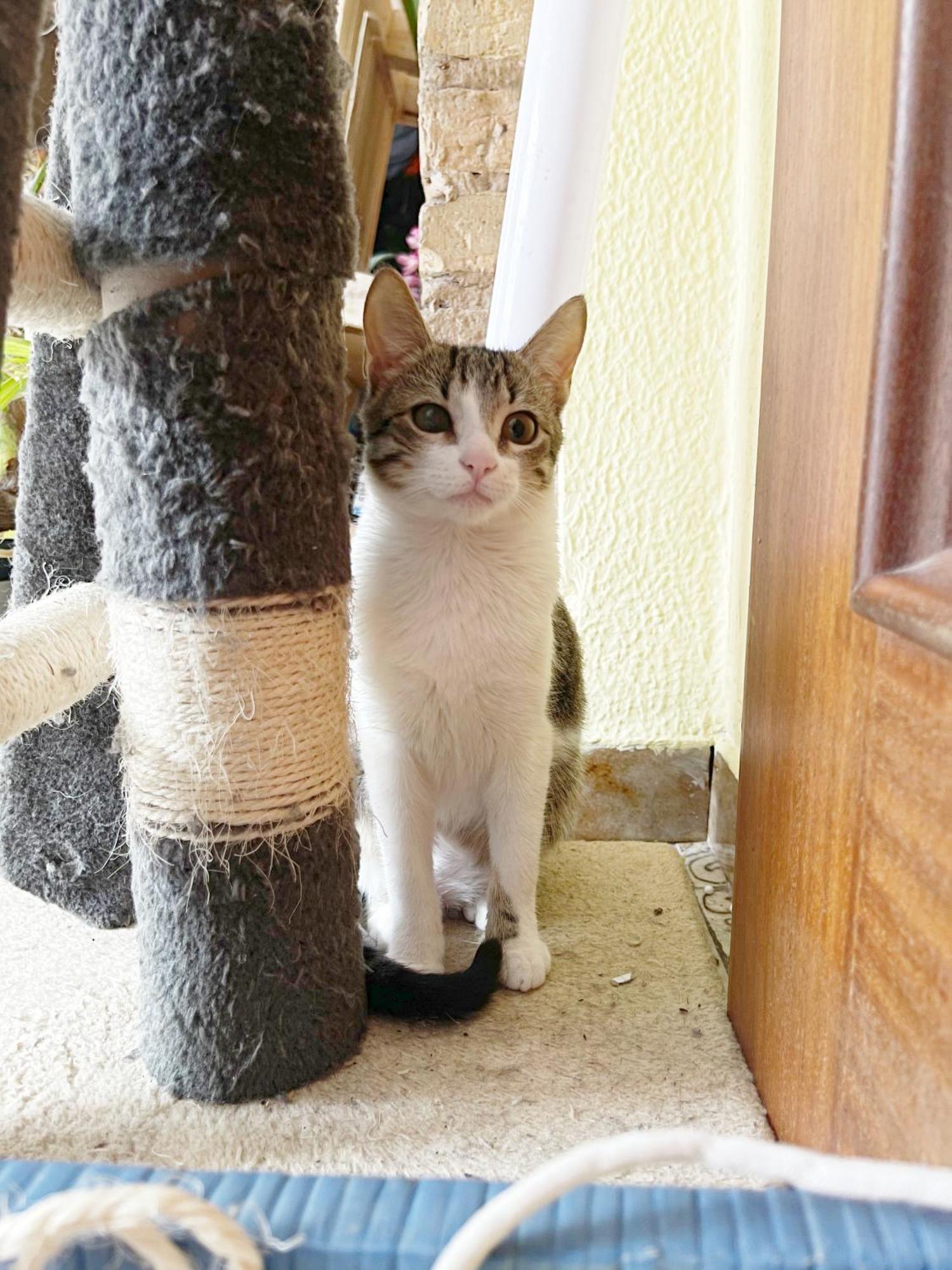 Gemuetliches Zimmer "Gold" Fuer 2 Personen Und Katzenliebhaber Βαλένθια Εξωτερικό φωτογραφία